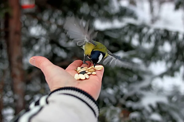 冬の公園には多くの松 鳥や低木だけでなく おっぱい カササギ 雀があり 人々は手で餌を与えます — ストック写真