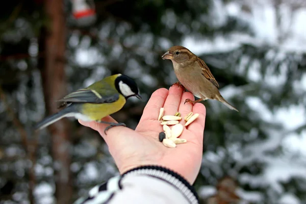 Kış parkında birçok çam, kozalak, huş ağacı ve çalıların yanı sıra güvercinler, memeler, saksağanlar, serçeler vardır.