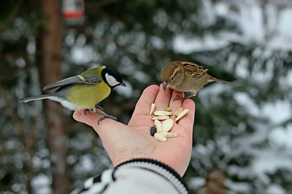 Kış parkında birçok çam, kozalak, huş ağacı ve çalıların yanı sıra güvercinler, memeler, saksağanlar, serçeler vardır.