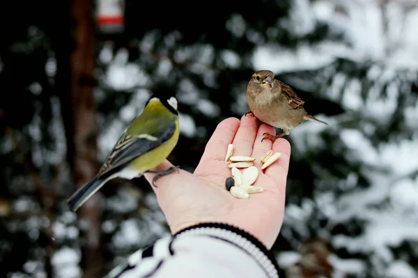 冬の公園には多くの松 鳥や低木だけでなく おっぱい カササギ 雀があり 人々は手で餌を与えます — ストック写真