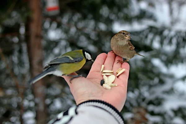 Winterpark Gibt Viele Kiefern Tannen Birken Und Sträucher Sowie Tauben — Stockfoto