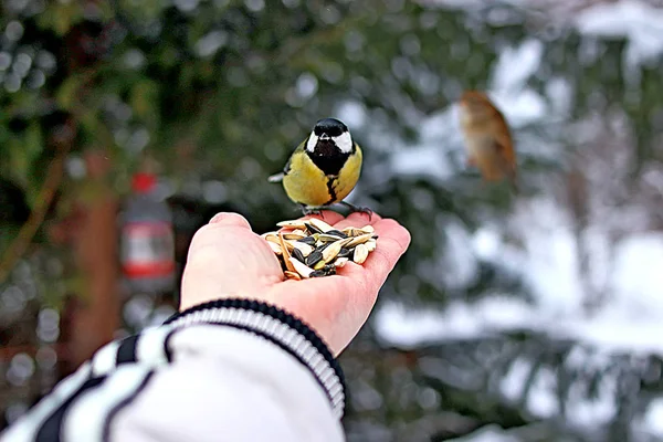 冬の公園には多くの松 鳥や低木だけでなく おっぱい カササギ 雀があり 人々は手で餌を与えます — ストック写真