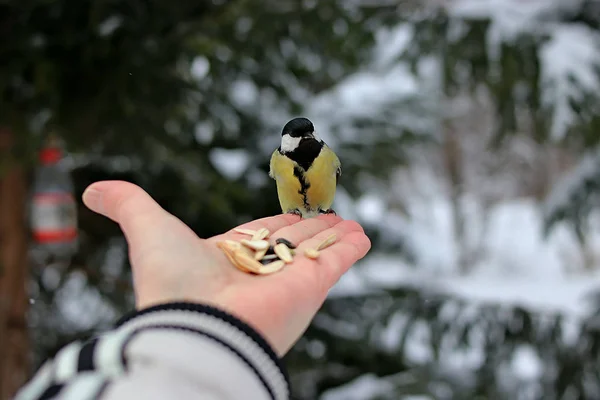 Parque Inverno Muitos Pinheiros Abetos Bétulas Arbustos Bem Como Pombos — Fotografia de Stock