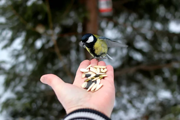 冬の公園には多くの松 鳥や低木だけでなく おっぱい カササギ 雀があり 人々は手で餌を与えます — ストック写真