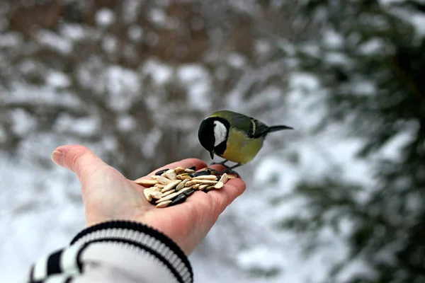 Winter Park Many Pines Firs Birches Shrubs Well Pigeons Tits — 스톡 사진