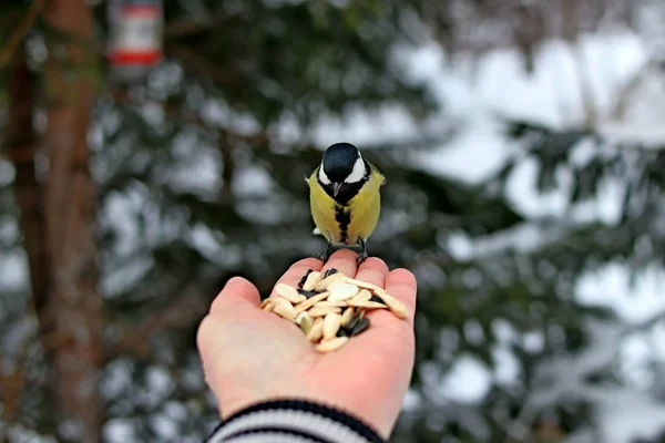 冬の公園には多くの松 鳥や低木だけでなく おっぱい カササギ 雀があり 人々は手で餌を与えます — ストック写真