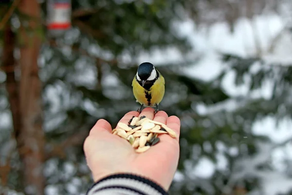 Kış parkında birçok çam, kozalak, huş ağacı ve çalıların yanı sıra güvercinler, memeler, saksağanlar, serçeler vardır.