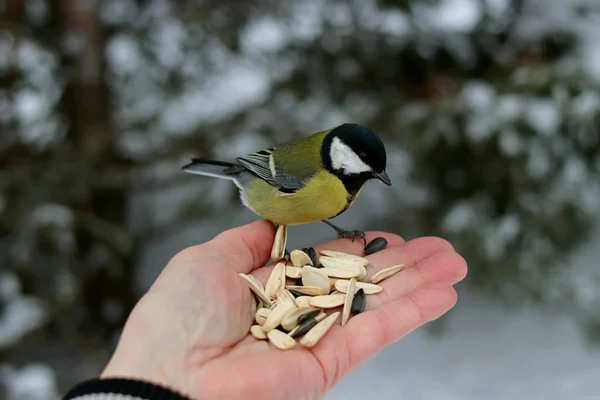 Kış parkında birçok çam, kozalak, huş ağacı ve çalıların yanı sıra güvercinler, memeler, saksağanlar, serçeler vardır.