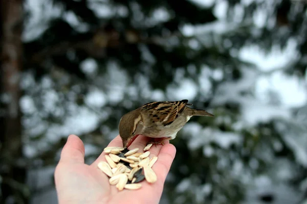 Vinterparken Finns Många Tallar Firmor Björkar Och Buskar Samt Duvor — Stockfoto