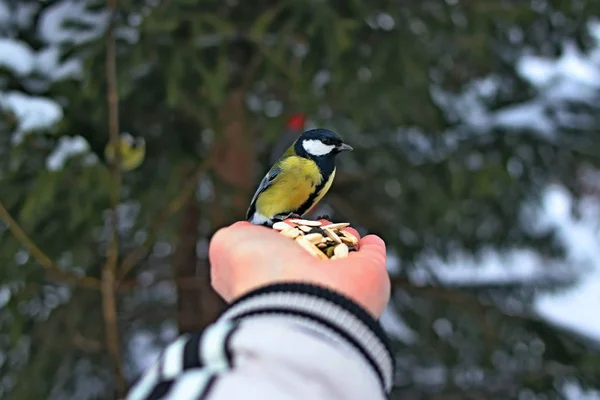 冬の公園には多くの松 鳥や低木だけでなく おっぱい カササギ 雀があり 人々は手で餌を与えます — ストック写真