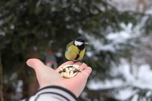 Winter Park Many Pines Firs Birches Shrubs Well Pigeons Tits — 스톡 사진