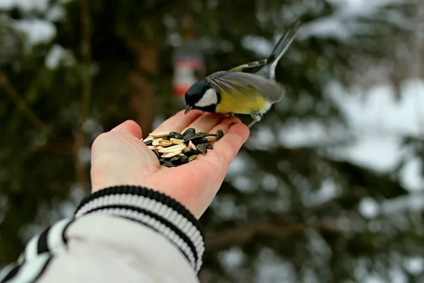 冬の公園には多くの松 鳥や低木だけでなく おっぱい カササギ 雀があり 人々は手で餌を与えます — ストック写真