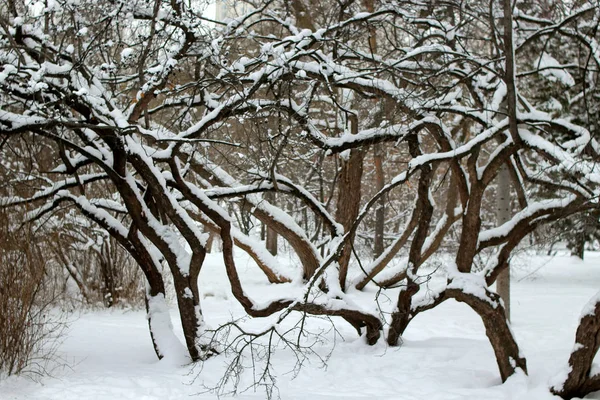 Winterpark Gibt Viele Kiefern Tannen Birken Und Sträucher Sowie Tauben — Stockfoto