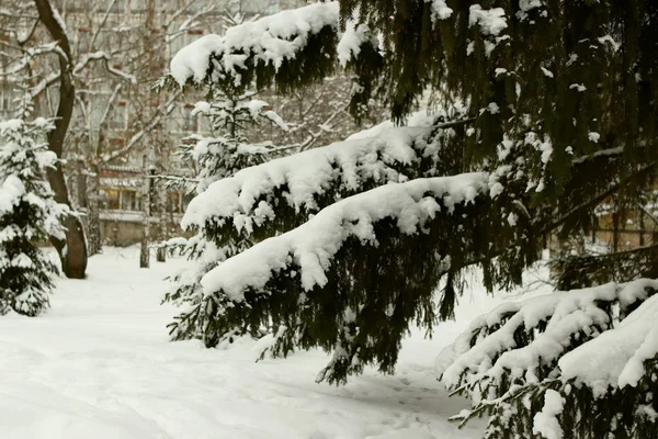 Parque Invierno Hay Muchos Pinos Abetos Abedules Arbustos Así Como — Foto de Stock