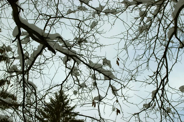 Kış Parkında Birçok Çam Kozalak Huş Ağacı Çalıların Yanı Sıra — Stok fotoğraf