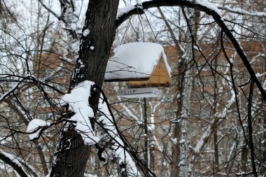 Kış parkında birçok çam, kozalak, huş ağacı ve kış için arta kalan meyve ve yaprakların yanı sıra güvercinler, memeler, saksağanlar, serçeler ve ördekler vardır.