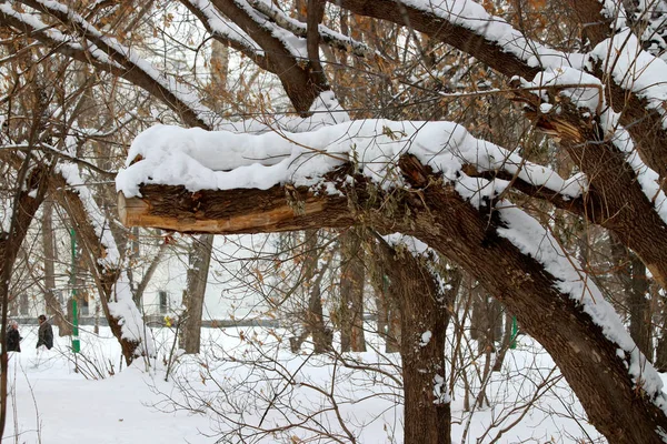 Zimowym Parku Znajduje Się Wiele Sosen Jeleni Brzozy Krzewów Owocami — Zdjęcie stockowe