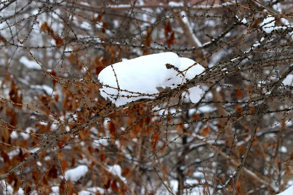 Zimním Parku Mnoho Borovic Jedlí Bříz Keřů Ovocem Listy Které — Stock fotografie