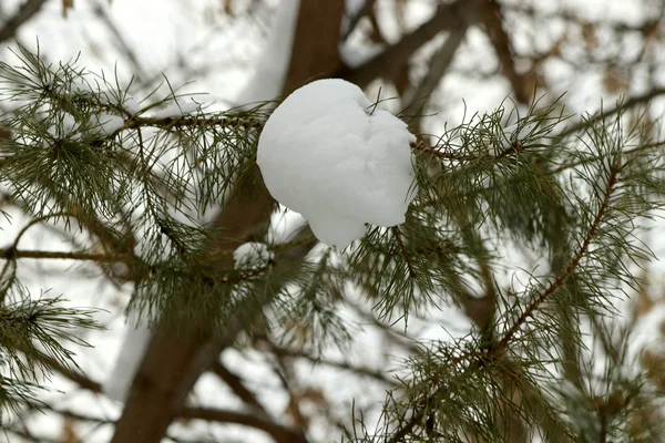 Winterpark Gibt Viele Kiefern Tannen Birken Und Sträucher Mit Überwinternden — Stockfoto