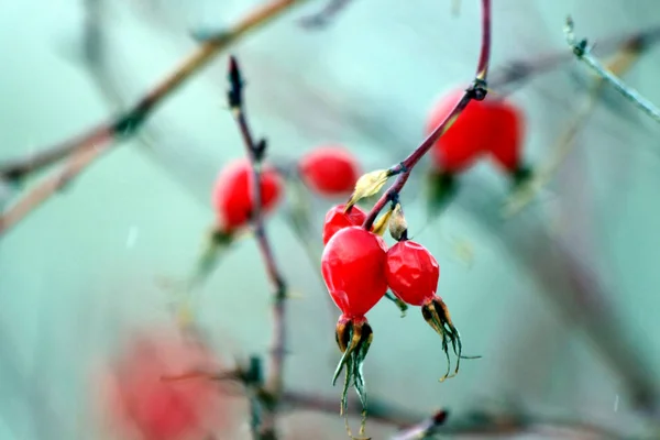 Winter Park Many Pines Firs Birches Shrubs Fruits Leaves Left — Stock Photo, Image