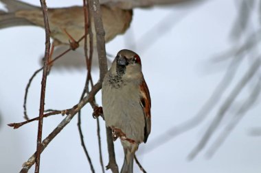 Kış parkında birçok çam, kozalak, huş ağacı ve kış için arta kalan meyve ve yaprakların yanı sıra güvercinler, memeler, saksağanlar, serçeler ve ördekler vardır.