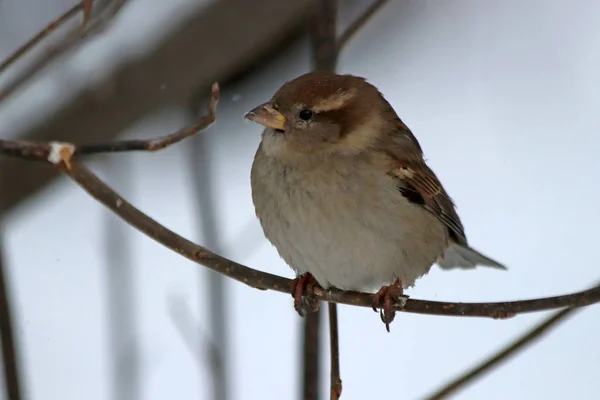 Vinterparken Finns Många Tallar Firmor Björkar Och Buskar Med Frukter — Stockfoto