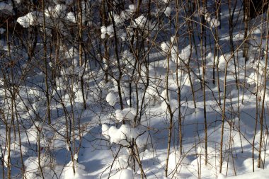 Park alanında, şehir harika bir manzarası olan bir orman alanı ile binalarının bitişiğinde yer alır. Kışın, güzel havalarda, nehirdeki su güneşte parlar ve ördekler yüzer, kar ve huş ağaçları parıldar.