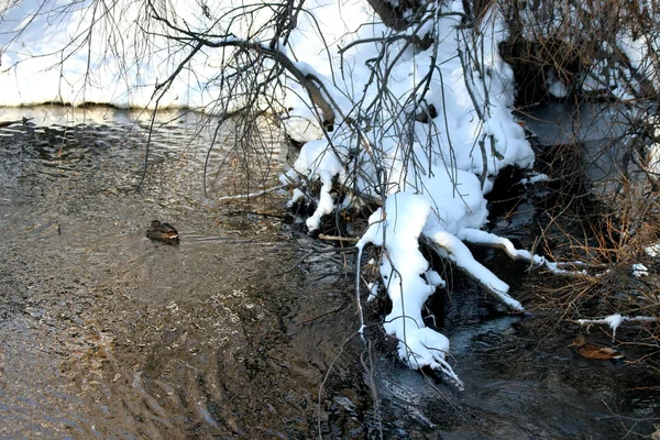 Dans Zone Parc Ville Jouxte Ses Bâtiments Avec Une Zone — Photo