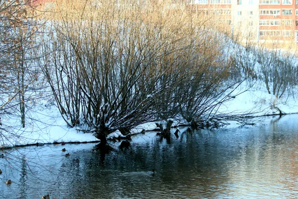 Dans Zone Parc Ville Jouxte Ses Bâtiments Avec Une Zone — Photo