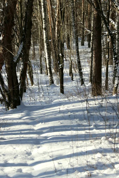 In the Park area, the city adjoins its buildings with a forest area, with a wonderful landscape. in winter, in good weather, the water on the river glistens in the sun and ducks swim, snow and birch trees sparkle