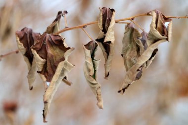 Kışın, Park 'ta kış için kalan meyve ve yaprakların yanı sıra güvercinler, kargalar, göğüsler, serçeler ve ördekler, tatilde olan birçok yetişkin ve çocuk vardır.