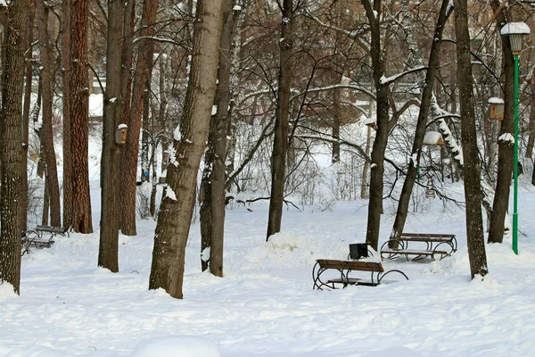 Zima Park Spoustu Sněhu Borovic Jedlí Břízy Keře Zbývajícími Plody — Stock fotografie