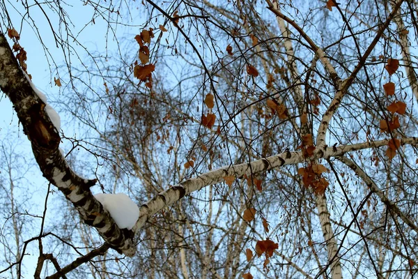 Invierno Parque Tiene Una Gran Cantidad Nieve Pinos Abetos Abedules —  Fotos de Stock