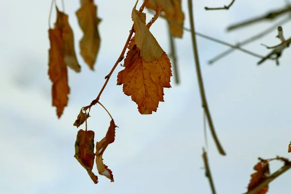 Winter Het Park Heeft Veel Sneeuw Dennen Sparren Berken Struiken — Stockfoto