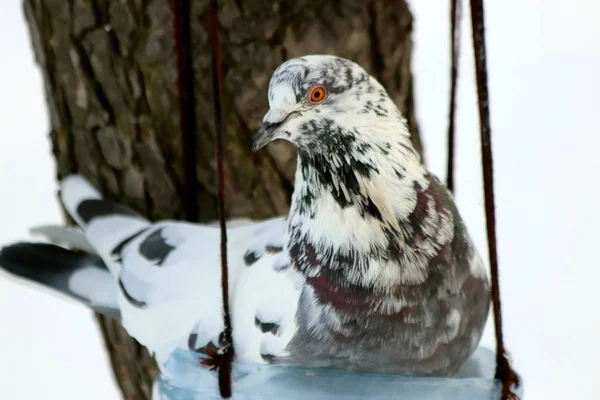 Winter Hat Der Park Viel Schnee Kiefern Tannen Birken Und — Stockfoto