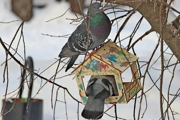 Inverno Parco Sacco Neve Pini Abeti Betulle Cespugli Con Frutti — Foto Stock