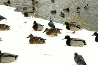 Kışın, Park 'ta kış için kalan meyve ve yaprakların yanı sıra güvercinler, kargalar, göğüsler, serçeler ve ördekler, tatilde olan birçok yetişkin ve çocuk vardır.