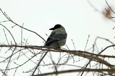 Kışın, Park 'ta kış için kalan meyve ve yaprakların yanı sıra güvercinler, kargalar, göğüsler, serçeler ve ördekler, tatilde olan birçok yetişkin ve çocuk vardır.