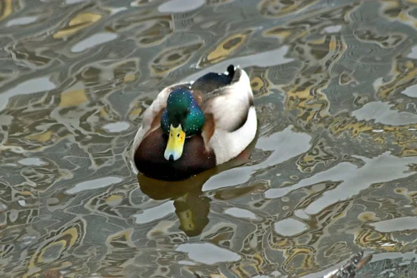 Kışın, Park 'ta kış için kalan meyve ve yaprakların yanı sıra güvercinler, kargalar, göğüsler, serçeler ve ördekler, tatilde olan birçok yetişkin ve çocuk vardır.