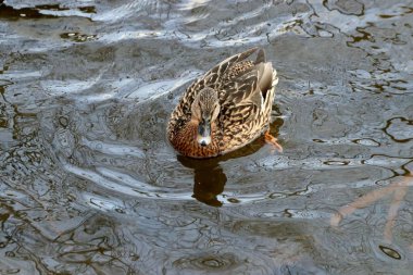 Şehrin Park bölgesinde güzel bir manzarası olan donmayan bir nehir var. Kışın, güzel havalarda, nehirdeki su güneşte parlar ve ördekler yüzer ve sıçrar, kargalar gururla kasıla kasıla yürür, çocukları ve köpekleri olan insanlar dinlenir.