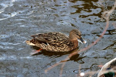 Şehrin Park bölgesinde güzel bir manzarası olan donmayan bir nehir var. Kışın, güzel havalarda, nehirdeki su güneşte parlar ve ördekler yüzer ve sıçrar, kargalar gururla kasıla kasıla yürür, çocukları ve köpekleri olan insanlar dinlenir.