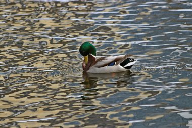 Şehrin Park bölgesinde güzel bir manzarası olan donmayan bir nehir var. Kışın, güzel havalarda, nehirdeki su güneşte parlar ve ördekler yüzer ve sıçrar, kargalar gururla kasıla kasıla yürür, çocukları ve köpekleri olan insanlar dinlenir.