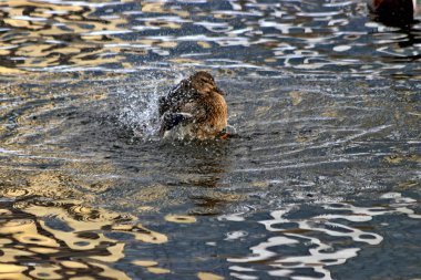 Şehrin Park bölgesinde güzel bir manzarası olan donmayan bir nehir var. Kışın, güzel havalarda, nehirdeki su güneşte parlar ve ördekler yüzer ve sıçrar, kargalar gururla kasıla kasıla yürür, çocukları ve köpekleri olan insanlar dinlenir.