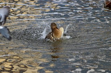 Şehrin Park bölgesinde güzel bir manzarası olan donmayan bir nehir var. Kışın, güzel havalarda, nehirdeki su güneşte parlar ve ördekler yüzer ve sıçrar, kargalar gururla kasıla kasıla yürür, çocukları ve köpekleri olan insanlar dinlenir.
