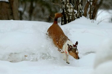 Şehrin Park bölgesinde güzel bir manzarası olan donmayan bir nehir var. Kışın, güzel havalarda, nehirdeki su güneşte parlar ve ördekler yüzer ve sıçrar, kargalar gururla kasıla kasıla yürür, çocukları ve köpekleri olan insanlar dinlenir.