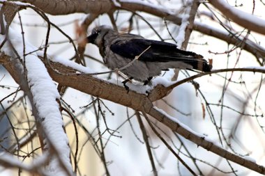 Şehrin Park bölgesinde güzel bir manzarası olan donmayan bir nehir var. Kışın, güzel havalarda, nehirdeki su güneşte parlar ve ördekler yüzer ve sıçrar, kargalar gururla kasıla kasıla yürür, çocukları ve köpekleri olan insanlar dinlenir.