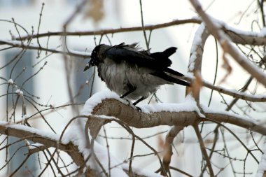 Şehrin Park bölgesinde güzel bir manzarası olan donmayan bir nehir var. Kışın, güzel havalarda, nehirdeki su güneşte parlar ve ördekler yüzer ve sıçrar, kargalar gururla kasıla kasıla yürür, çocukları ve köpekleri olan insanlar dinlenir.