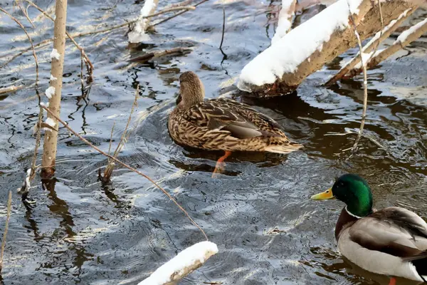 stock image In the Park area of the city there is a non-freezing river with a beautiful landscape. In winter, in good weather, the water on the river glistens in the sun and ducks swim and splash, crows strut proudly, people with children and dogs relax