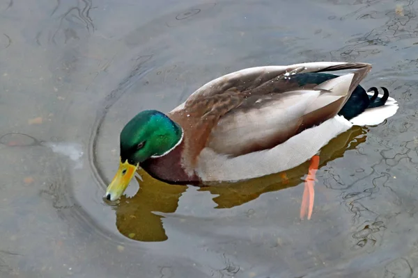 Dans Zone Parc Ville Une Rivière Non Gelée Avec Beau — Photo