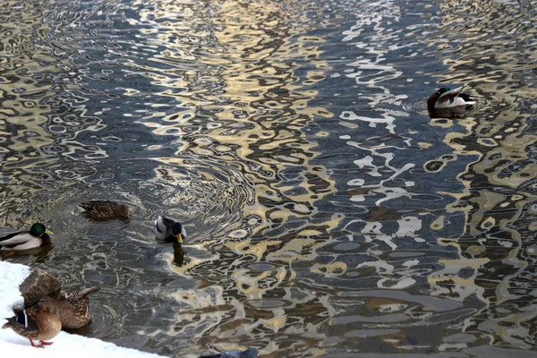 市内の公園エリアには 美しい風景を持つ非凍結川があります 冬には 天気の良い日には 川の水は太陽の下で輝き アヒルは泳ぎ スプラッシュ カラスは誇らしげに走り 子供や犬と一緒にリラックスします — ストック写真
